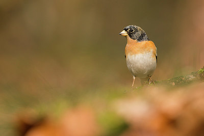 BUITEN BEELD Foto: 323413
