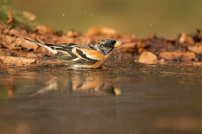 BUITEN BEELD Foto: 323416