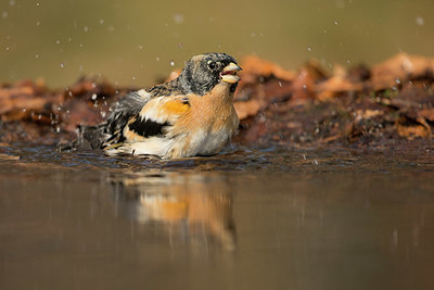 BUITEN BEELD Foto: 323419