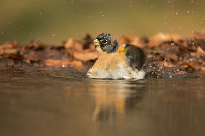 BUITEN BEELD Foto: 323421