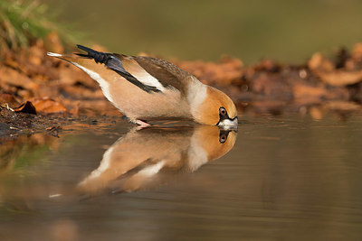 BUITEN BEELD Foto: 323426