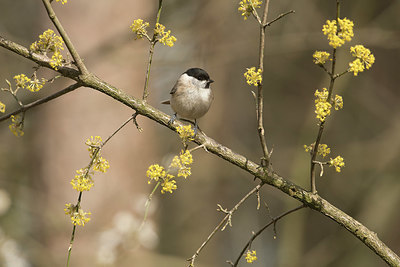 BUITEN BEELD Foto: 323432