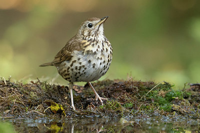 BUITEN BEELD Foto: 323442
