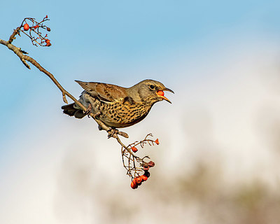 BUITEN BEELD Foto: 323467