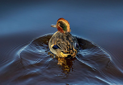 BUITEN BEELD Foto: 323469