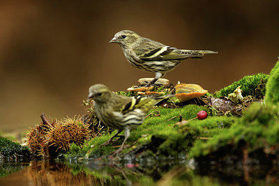 BUITEN BEELD Foto: 323509