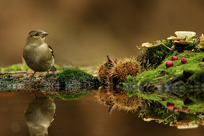 BUITEN BEELD Foto: 323521