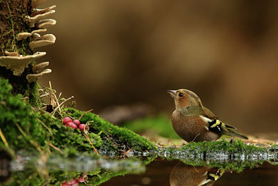 BUITEN BEELD Foto: 323522