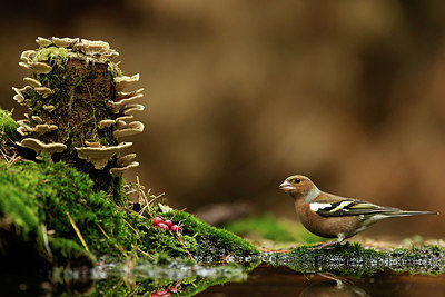 BUITEN BEELD Foto: 323523