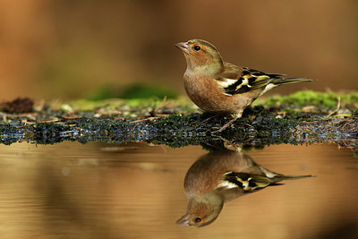 BUITEN BEELD Foto: 323524