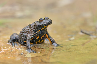 BUITEN BEELD Foto: 323650