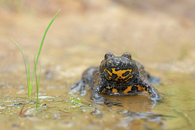 BUITEN BEELD Foto: 323666