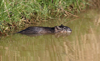 BUITEN BEELD Foto: 323696