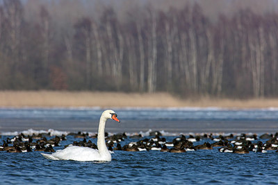 BUITEN BEELD Foto: 323707