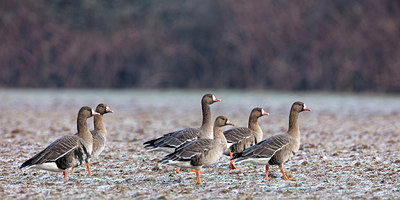 BUITEN BEELD Foto: 323708
