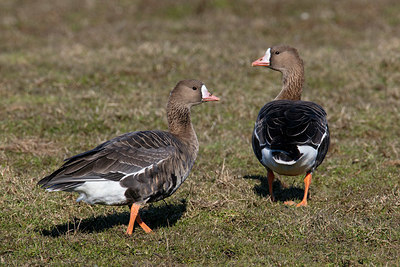 BUITEN BEELD Foto: 323709
