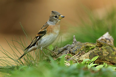 BUITEN BEELD Foto: 323733