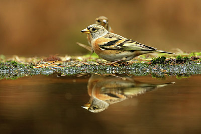 BUITEN BEELD Foto: 323734