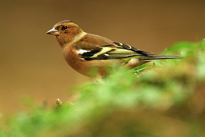 BUITEN BEELD Foto: 323737