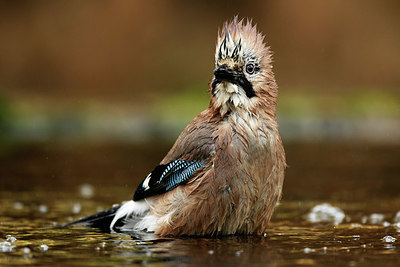 BUITEN BEELD Foto: 323746