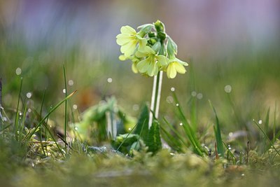 BUITEN BEELD Foto: 323756