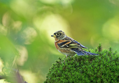 BUITEN BEELD Foto: 323764