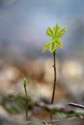 BUITEN BEELD Foto: 323780