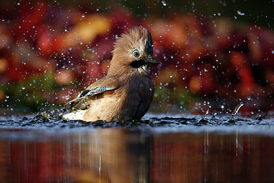 BUITEN BEELD Foto: 323811