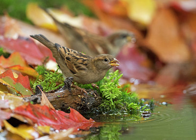 BUITEN BEELD Foto: 323813