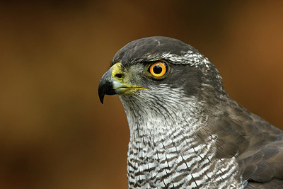 BUITEN BEELD Foto: 323819