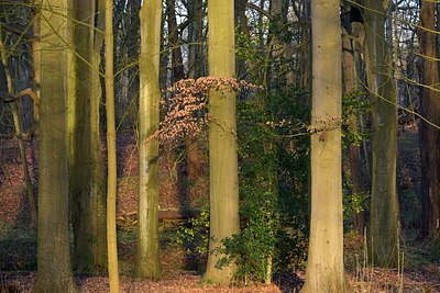 BUITEN BEELD Foto: 323826