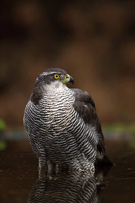 BUITEN BEELD Foto: 323828