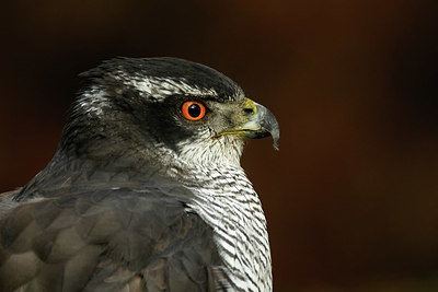 BUITEN BEELD Foto: 323829