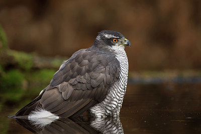 BUITEN BEELD Foto: 323831