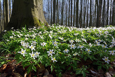 BUITEN BEELD Foto: 323845