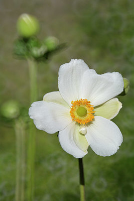 BUITEN BEELD Foto: 323848