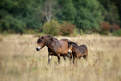 BUITEN BEELD Foto: 323852