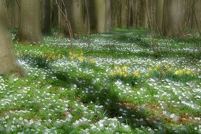 BUITEN BEELD Foto: 323858