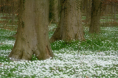 BUITEN BEELD Foto: 323861