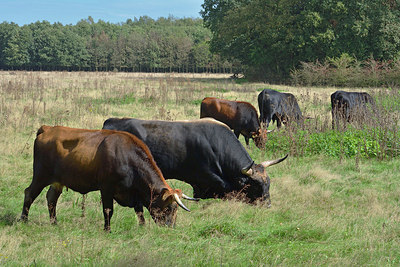 BUITEN BEELD Foto: 323890