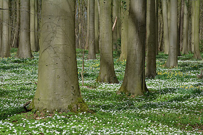 BUITEN BEELD Foto: 323897