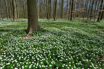 BUITEN BEELD Foto: 323898