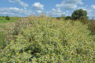 BUITEN BEELD Foto: 323902