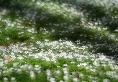 BUITEN BEELD Foto: 323919