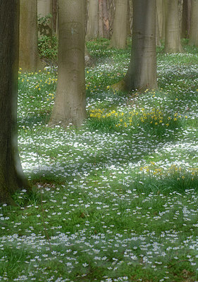 BUITEN BEELD Foto: 323926