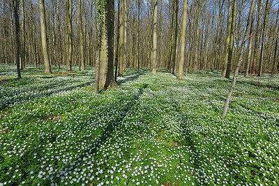 BUITEN BEELD Foto: 323929
