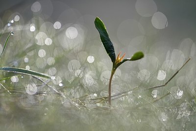 BUITEN BEELD Foto: 323944