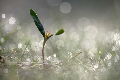 BUITEN BEELD Foto: 323945