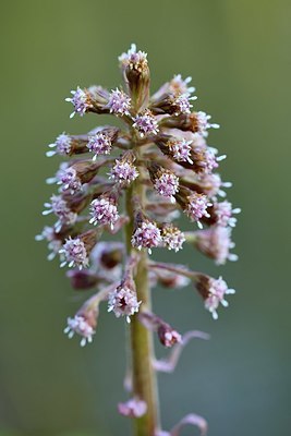 BUITEN BEELD Foto: 323946