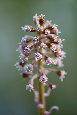 BUITEN BEELD Foto: 323947